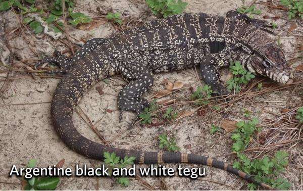 Kadal raksasa Tegu sering dikira bayi aligator.