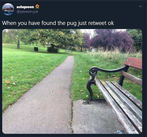 Coba temukan anjing pug yang lucu di foto ini.