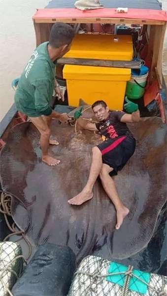 Ikan pari tawar rakasasa terancam punah.