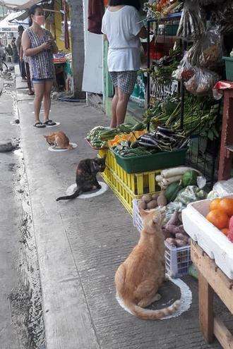 Kucing duduk di pembatas untuk menjaga jarak saat belanja di pasar.