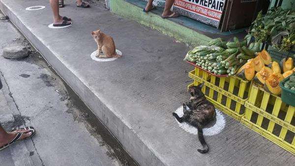 Lingkaran pembatas ini memberikan rasa aman dan nyaman bagi kucing.
