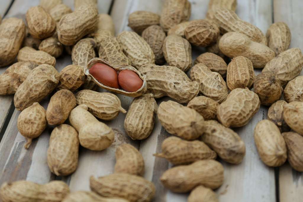 Kacang Kulit