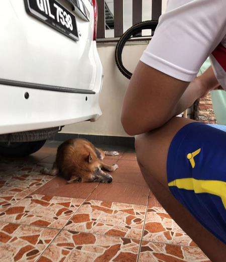 Detik-detik anjing kesayanan Alice mati usai bertarung dengan ular berbisa.