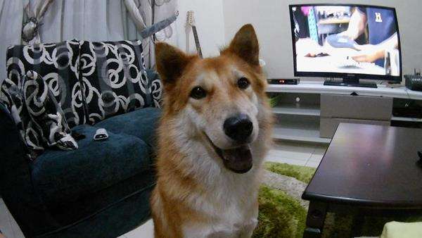 Chiko, anjing pahlawan bagi keluarga Alice Minggu.