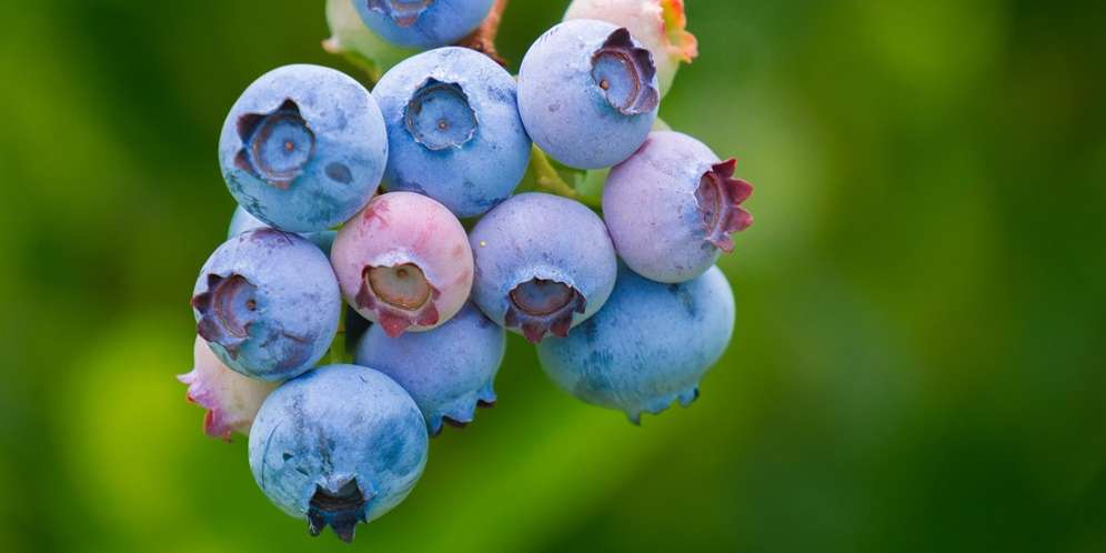 Blueberry
