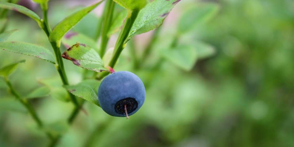 Blueberry