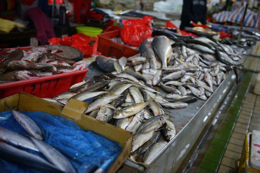 Ikan Salmon Pasar Xifandi