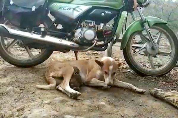 Anjing menyusui anak monyet di India.