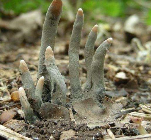 Meski menyeramkan, jamur Dead Man's Finger tidak berbahaya bagi manusia. Meski menyeramkan, jamur Dead Man's Finger tidak berbahaya bagi manusia.