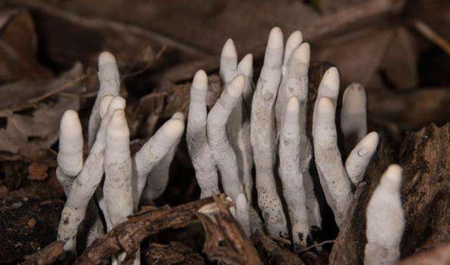 Tanaman jamur dengan nama yang seram, Dead Man's Fingers. Tanaman jamur dengan nama yang seram, Dead Man's Fingers.
