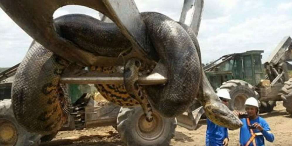(Sumber Foto: Daily Mail)