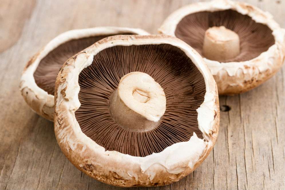 Jamur Portobello