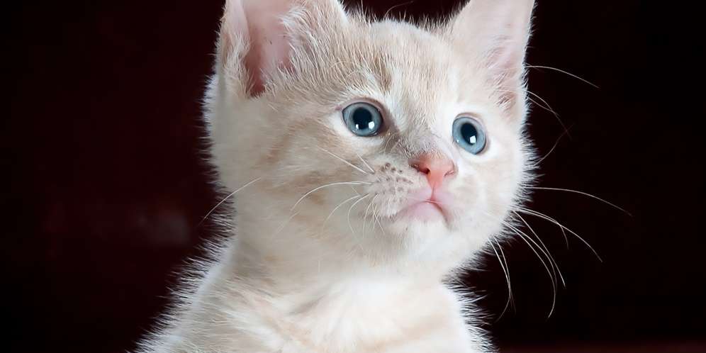 Kucing