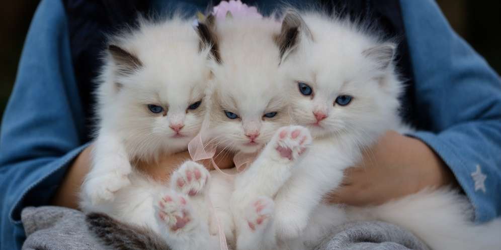 Kucing