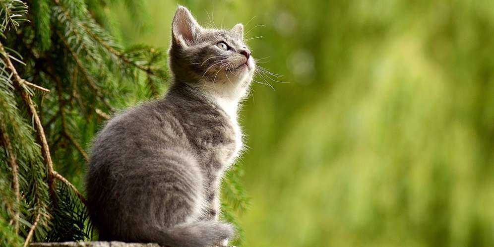 Kucing