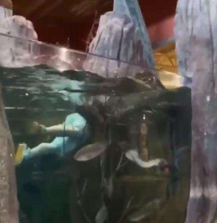 Kevin Wise berenang di dalam akuarium raksasa.