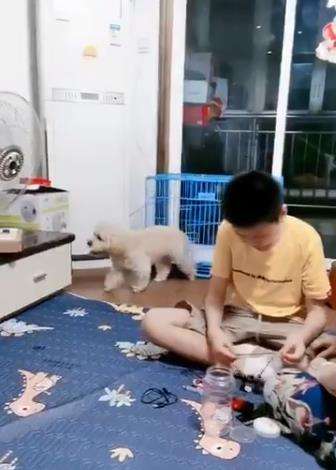 Anjing pintar keluar kandangnya menuju kipas angin di meja. Anjing pintar keluar kandangnya menuju kipas angin di meja.