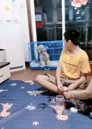Anjing pintar kembali ke kandang dan menutup pintunya kembali. Anjing pintar kembali ke kandang dan menutup pintunya kembali.