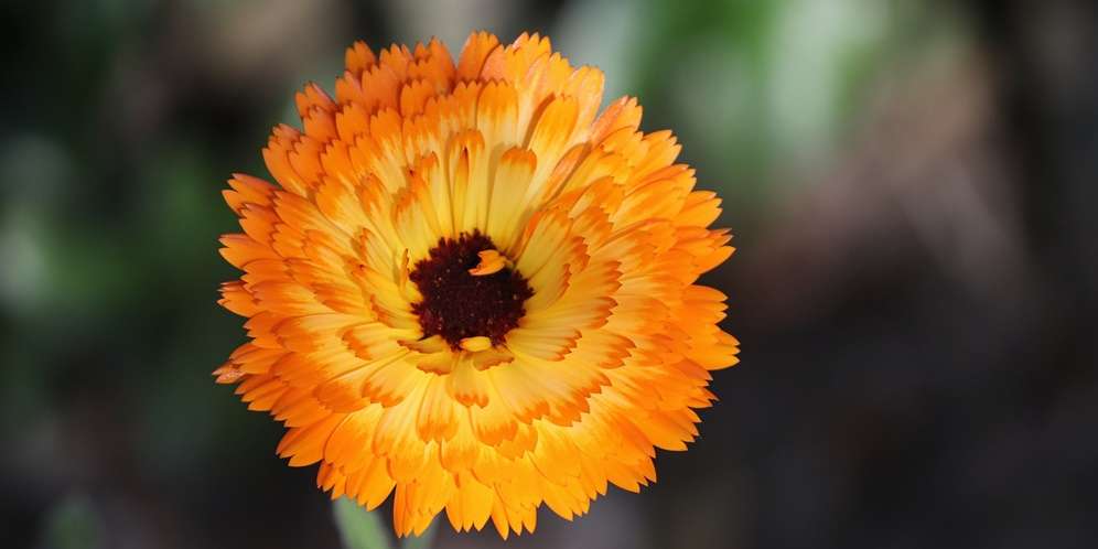Calendula