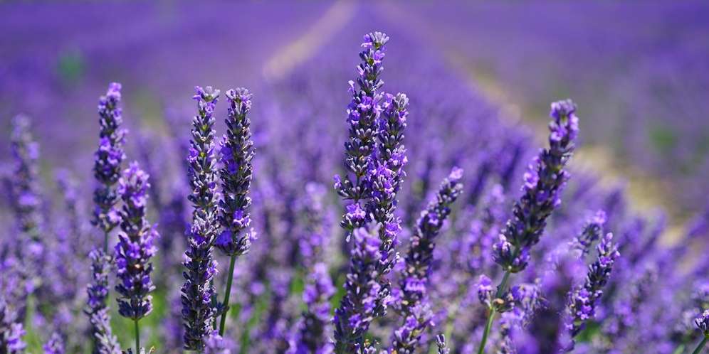 Lavender