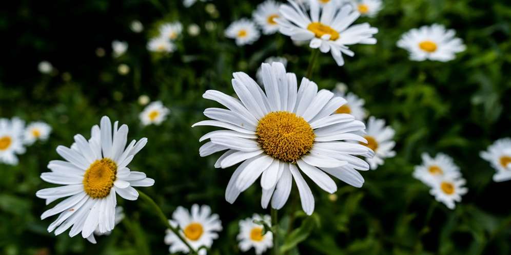 Chamomile