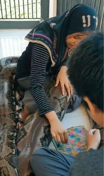 Main ular tangga bersama ular piton raksasa.