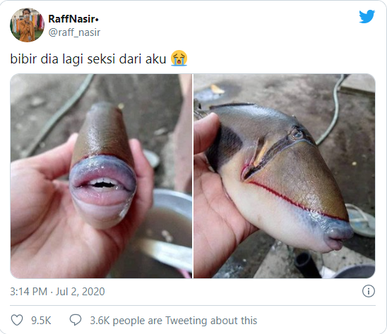 Mulut ikan ini bikin salfok Mulut ikan ini bikin salfok
