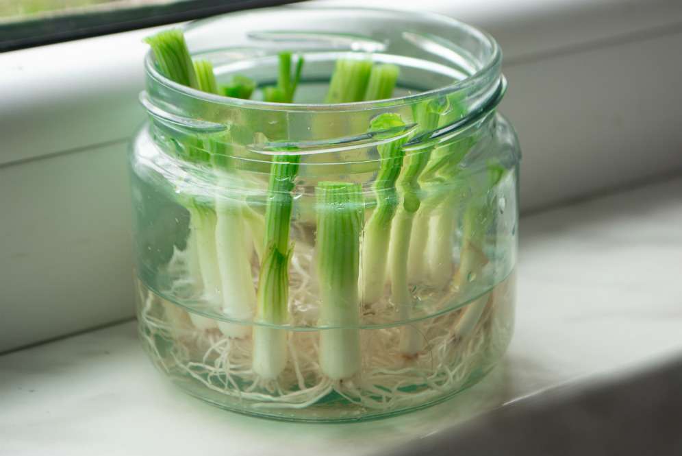Daun bawang dalam gelas