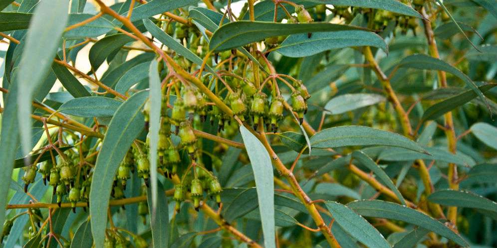 Daun eucalyptus