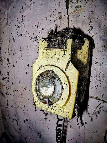 Pesawat telepon jadi sarang serangga.
