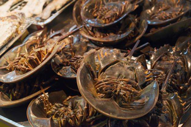Kepiting tapal kuda atau horseshoe crabs. Kepiting tapal kuda atau horseshoe crabs.