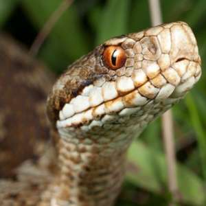 Ular Adders yang Mematikan Ular Adders yang Mematikan