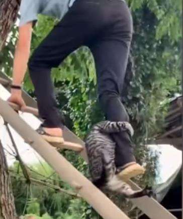 Baru kali ini ada kucing takut ketinggian setelah sukses terjebak di atas pohon.
