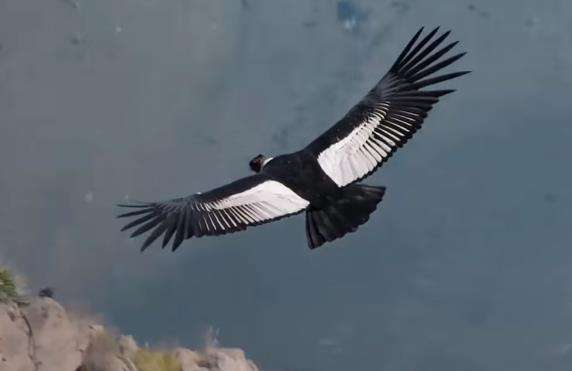 Burung Kondor Andes terbang di Pegunungan Andes, Argentina.