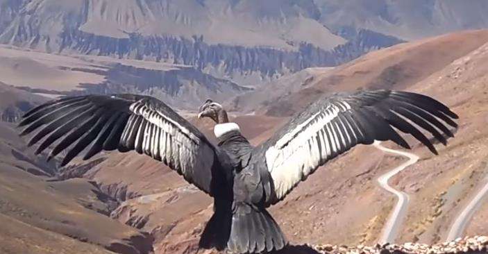 Karena berat dan sayapnya, burung kondor mengepakkan sayap hanya saat lepas landas.