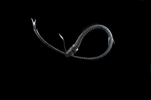 Idiacanthus antrostoma, lebih dikenal sebagai Naga Hitam dari Pasifik.