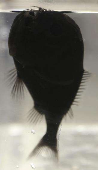Cornop anoplogaster, lebih dikenal sebagai fangtooth.