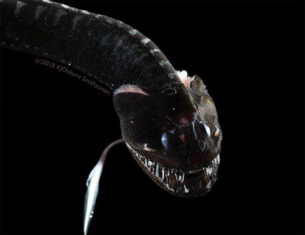 Penampakan depan Idiacanthus antrostoma atau lebih dikenal sebagai Naga Hitam Pasifik.