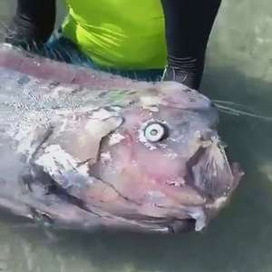 Penampakan Ikan Oarfish di Meksiko