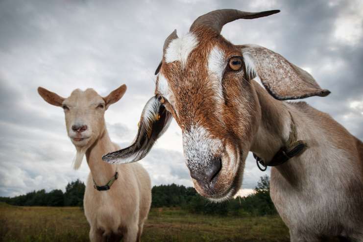 qurban 2020