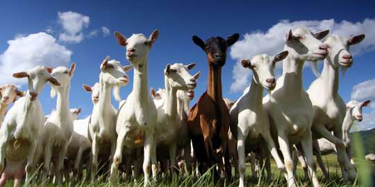 qurban 2020