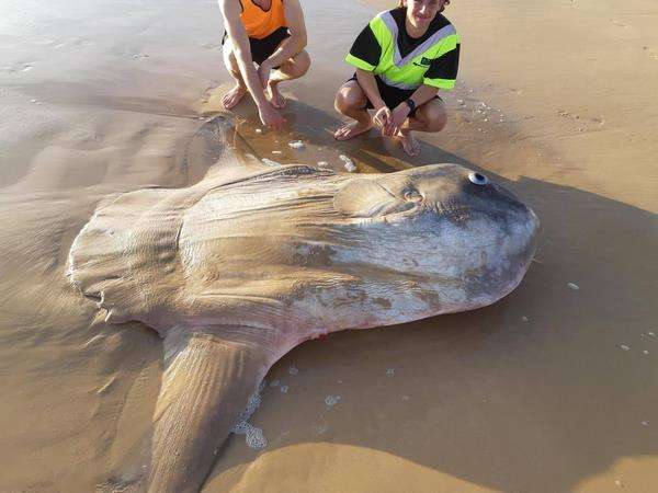 Sunfish atau mola-mola bobotnya bisa mencapai 2,5 ton.