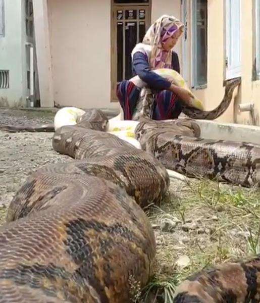 Chalwa Ismah Kamal sedang bermain dengan ular python raksasa.