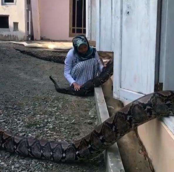 Chalwa Ismah Kamal memasukkan ular-ular peliharaannya ke dalam kandang.