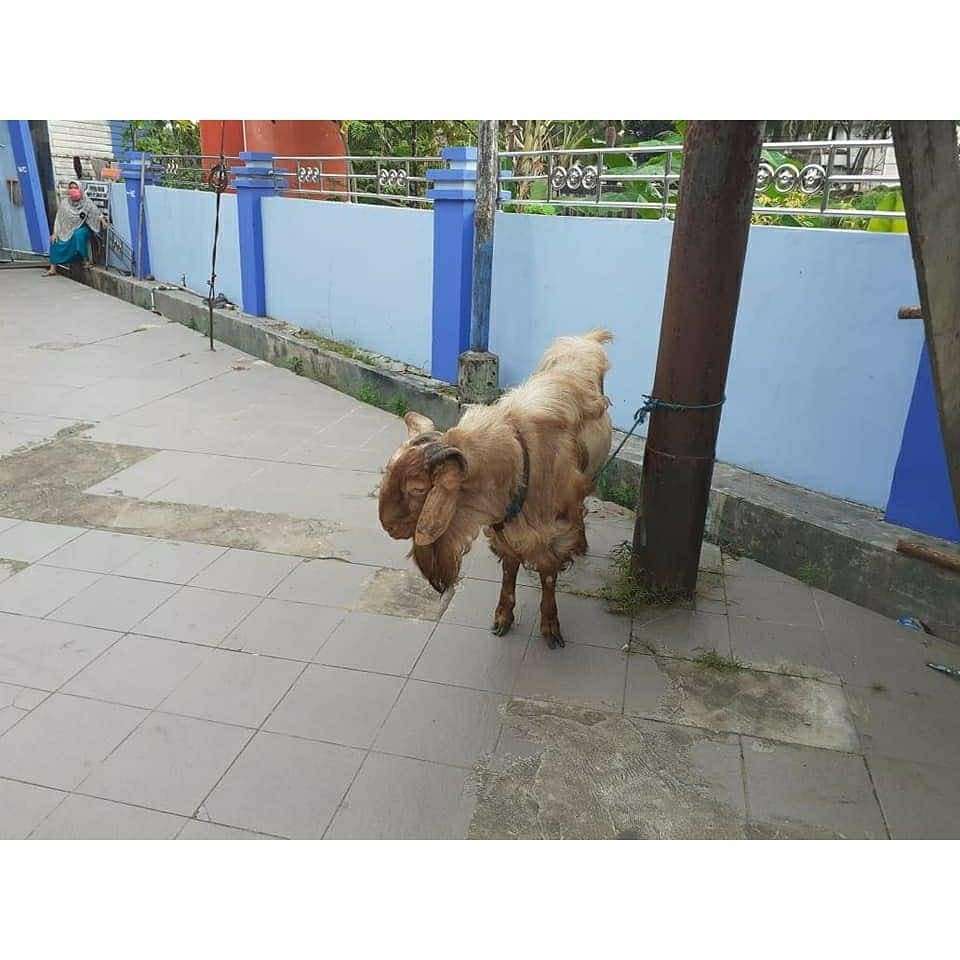 Kambing Kurban