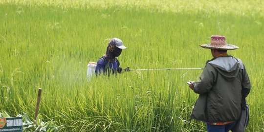 Ilustrasi Petani