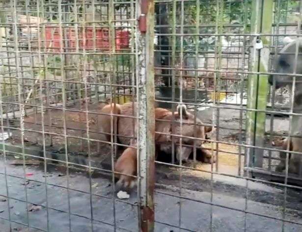 Bocah diterkam beruang