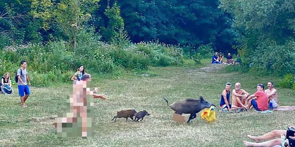 Aksi kejar-kejaran antara babi hutan dan salah seorang pengunjung hutan