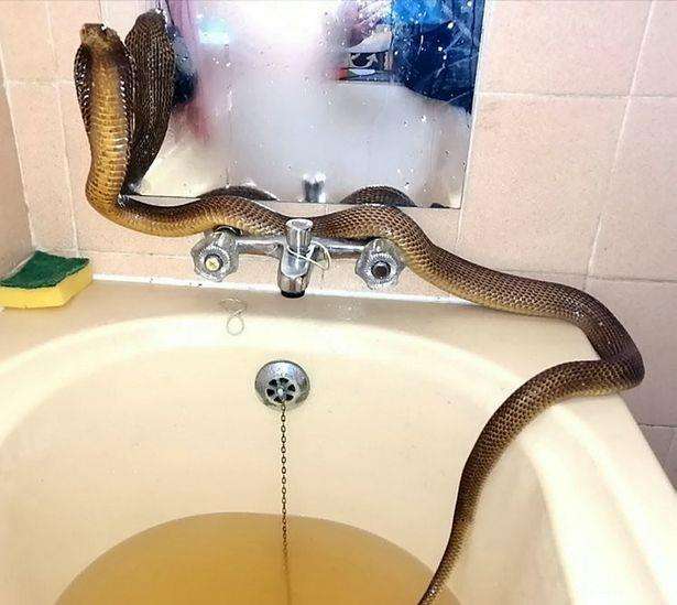 Ular kobra muncul dari dalam bak mandi.