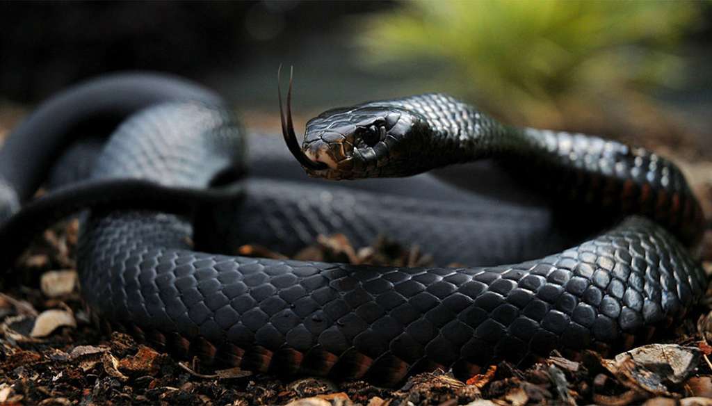 Ilustrasi Black Mamba